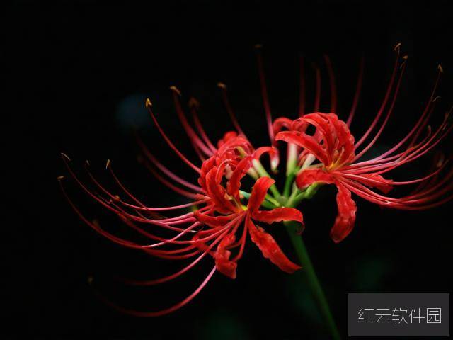 风月恶之花，人性深渊中的爱恨交织